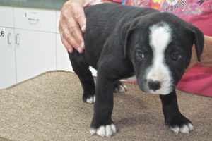 Picture of Bentley