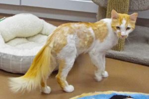 Picture of Cheddar