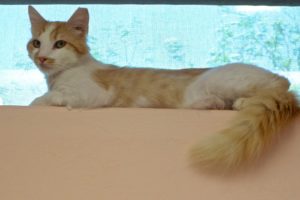 Picture of Cheddar