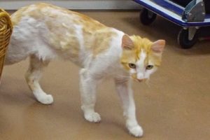 Picture of Cheddar