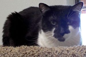 Picture of Duster