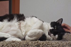 Picture of Duster