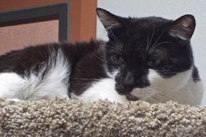 Picture of Duster