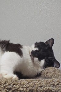 Picture of Duster