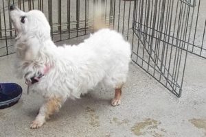 Picture of Gretel