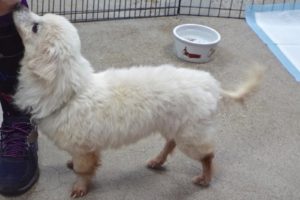 Picture of Hansel