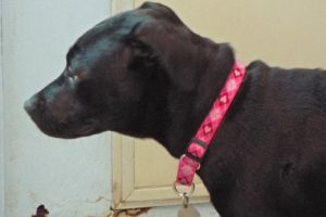Picture of Jetta