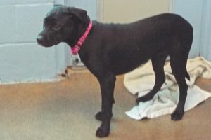 Picture of Jetta