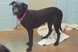 Picture of Jetta