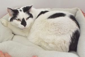 Picture of Jojo