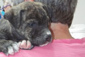Picture of Kia