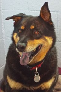 Picture of Loki