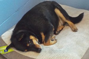 Picture of Loki