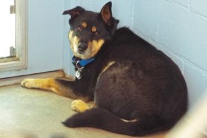 Picture of Loki