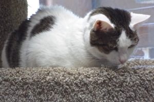 Picture of Luz