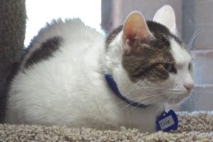 Picture of Luz