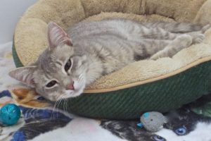 Picture of Macaroon