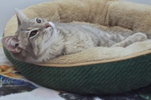 Picture of Macaroon