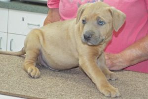 Picture of Maverick