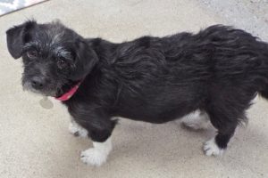 Picture of Pepsi