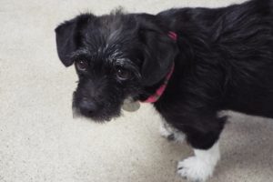 Picture of Pepsi
