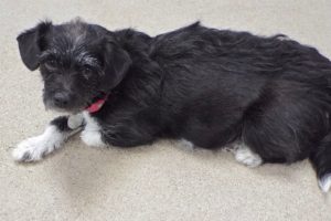 Picture of Pepsi