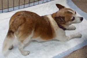 Picture of Rascal