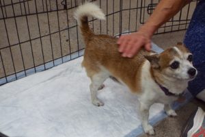 Picture of Rascal