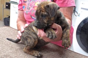 Picture of Rover