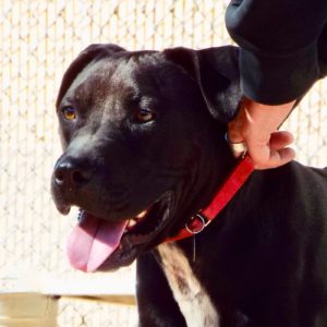 Picture of Sancho (R.B.)
