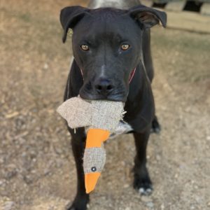 Picture of Sancho (R.B.)