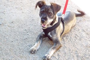 Picture of Sprout