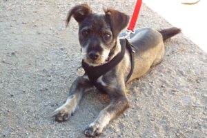 Picture of Sprout