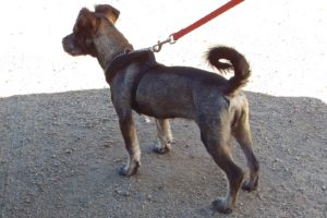 Picture of Sprout