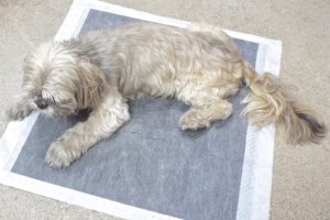Picture of Bella