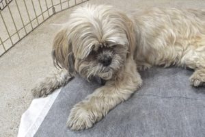 Picture of Bella