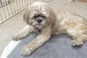 Picture of Bella
