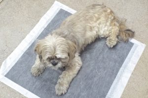 Picture of Bella