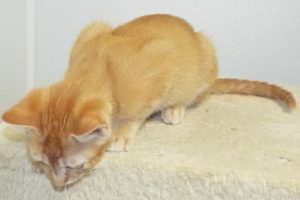 Picture of Beloved