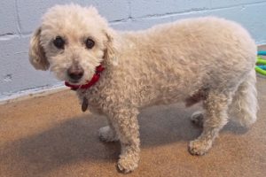 Picture of Benji (R.B.)