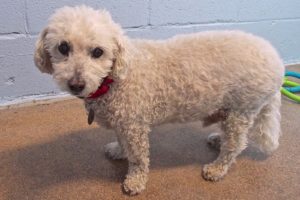 Picture of Benji (R.B.)
