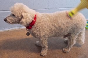 Picture of Benji (R.B.)