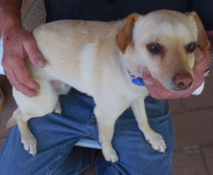 Picture of Buddy