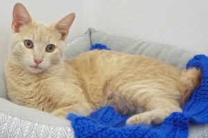 Picture of Comet