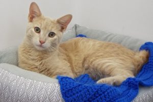 Picture of Comet