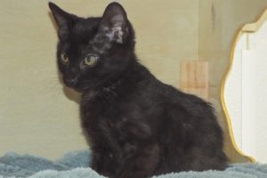 Picture of Crystal