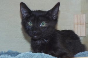 Picture of Crystal