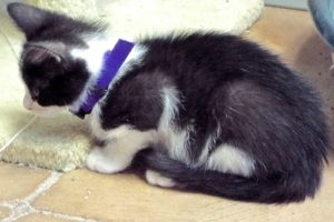 Picture of Dazzle