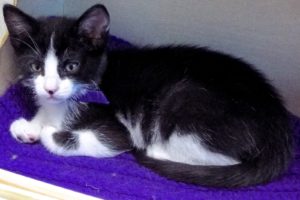 Picture of Dazzle