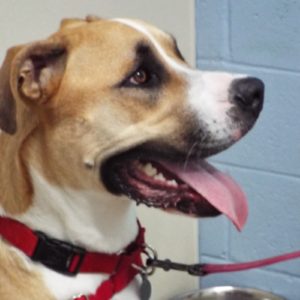 Picture of Dixon